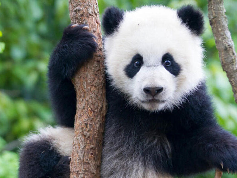 WWF Partners in Purpose