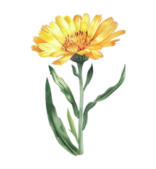 CALENDULA PETALS