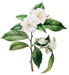 CAMELLIA SINENSIS