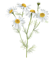 CAMOMILE