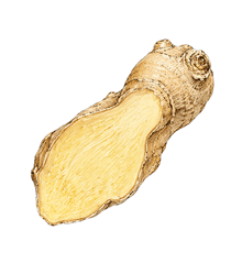 GINGER PIECES