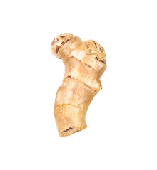 GINGER ROOT