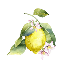 LEMON PEEL
