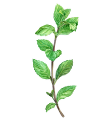 PEPPERMINT