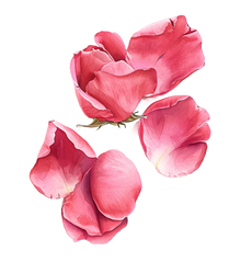 ROSE PETALS