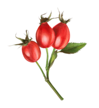 ROSE HIP