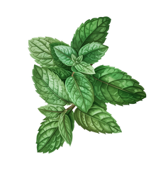 SPEARMINT