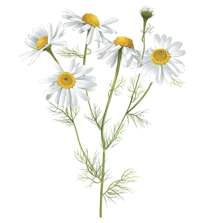 illustration of a camomile flower