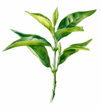 Green Tea Leaf