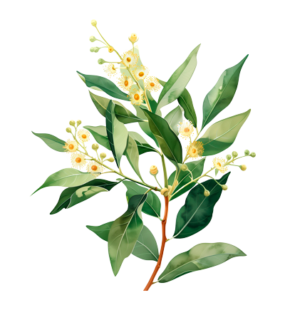 Illustration of Lemon Myrtle