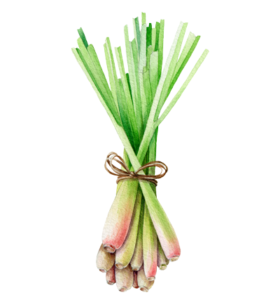 illustration of a bundle of lemongrass