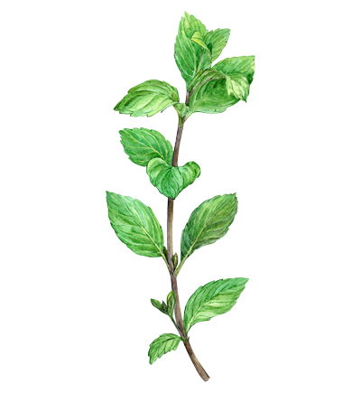 Illustration of a sprig of peppermint