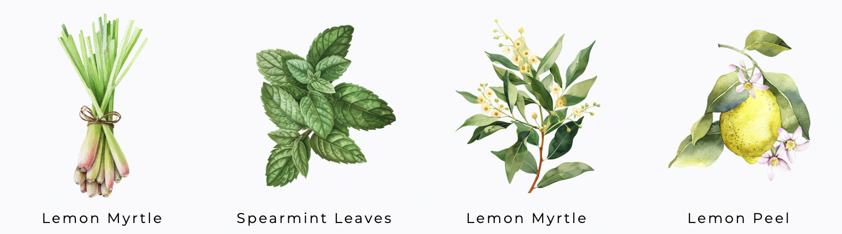 Illustration of herbs